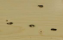 ihbv:maintenance_2018:insektenbefall.png
